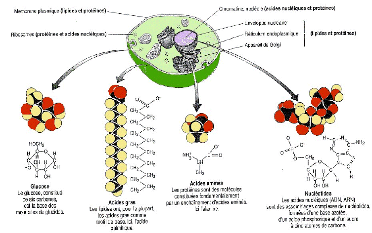 Les molécules dans la cellule