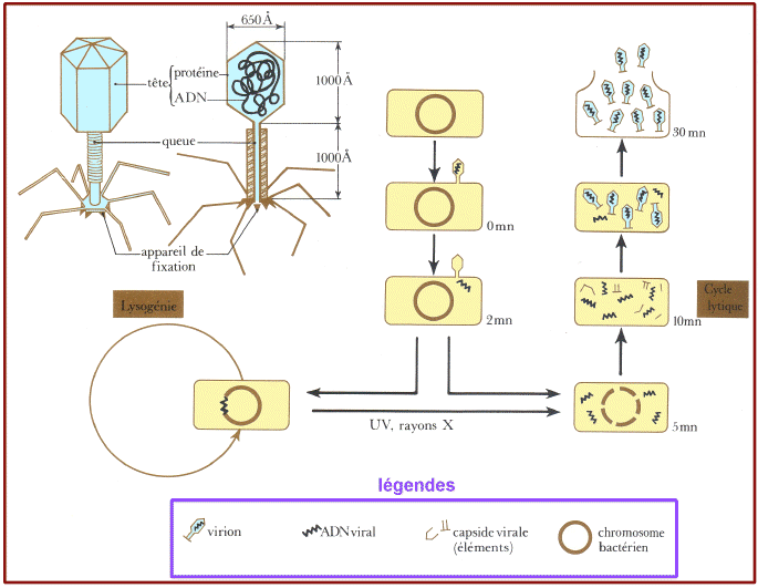 Le Bactériophage Structure Composition Et Cycle