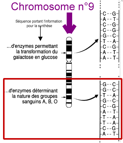 Les Enseignements De La Transgénèse => Un Exemple : Le "brillant ...