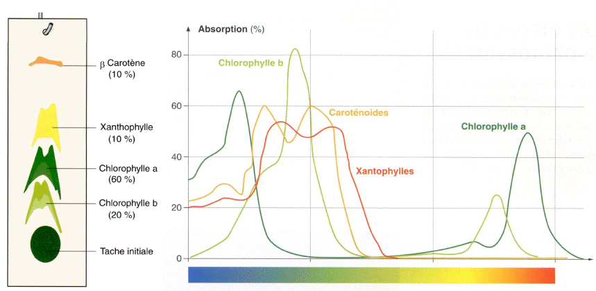 Xanthophylle