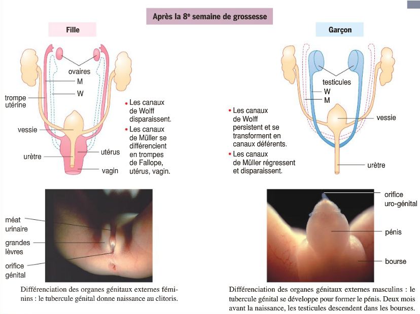 La Différenciation Des Organes Génitaux 