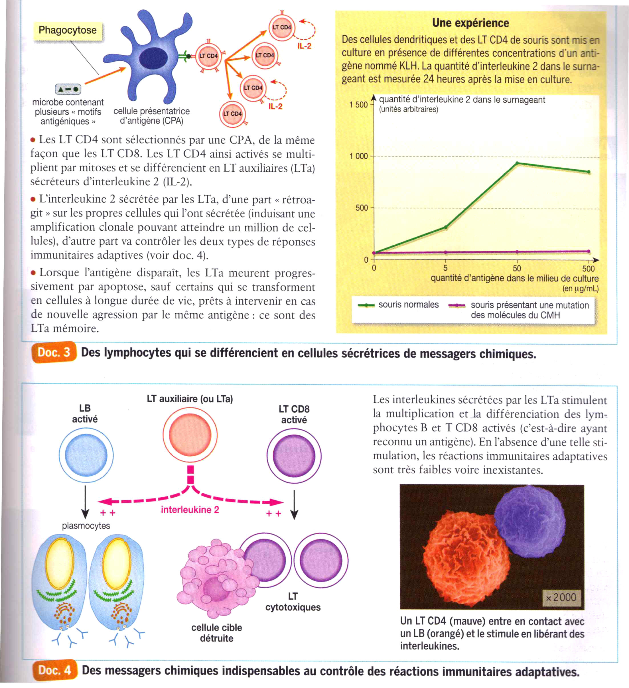 Mode D'action Des Lymphocytes T Auxiliaires